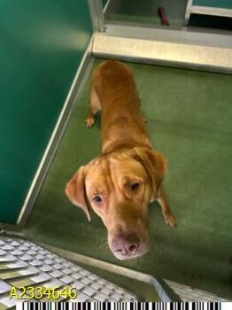 SQUISH -  Mixed Breed Dog for Adoption in West Palm Beach, Florida - SQUISH | PetCurious