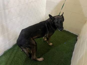 Rescue German Shepherd Dog Dogs for Adoption in Winter Haven, Florida - A1246780 | PetCurious