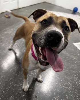 Maggie -  Pit Bull Terrier Dog for Adoption in Youngstown, Ohio - Maggie | PetCurious