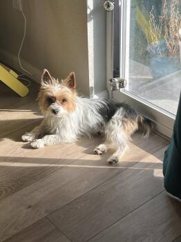 Yorkshire Terrier Dogs Available for Adoption - Wally | PetCurious