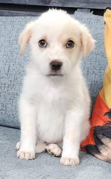 Zofia -  Australian Shepherd Dog for Adoption in Cottonwood, Arizona - Zofia | PetCurious