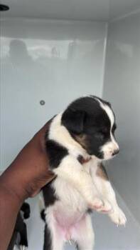 Siberian Husky and Labrador Retriever Dogs Available for Adoption - A651430 | PetCurious