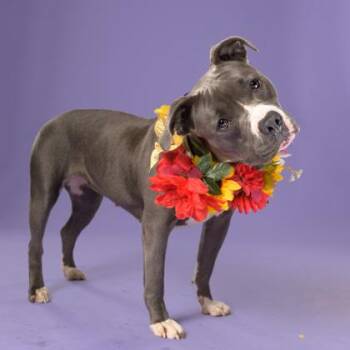 RENA -  Bull Terrier and Mixed Breed Dog for Adoption in Atlanta, Georgia - RENA | PetCurious