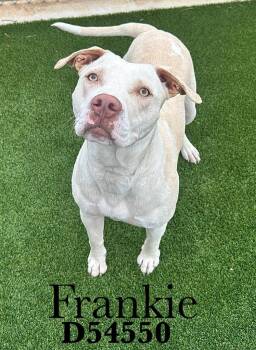 Labrador Retriever and Pit Bull Terrier Dogs Available for Adoption in Clarksville, Tennessee - Frankie | PetCurious