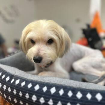 Starla -  Yorkshire Terrier Dog for Adoption in Gadsden, Alabama - Starla | PetCurious