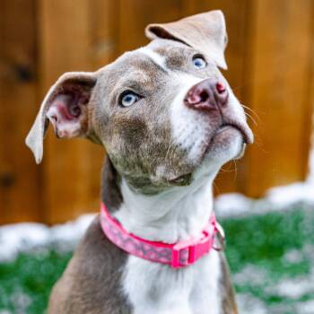 Pit Bull Terrier and Mixed Breed Dogs Available for Adoption in Naperville, Illinois - Marley | PetCurious