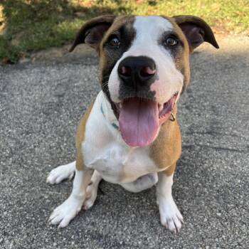 Rescue Boxer and Pit Bull Terrier Dogs for Adoption in Waynesburg, Pennsylvania - Woody | PetCurious