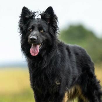 Axel (26-374) -  German Shepherd Dog Dog for Adoption in New Ringgold, Pennsylvania - Axel (26-374) | PetCurious