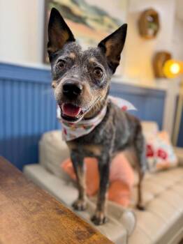 Australian Cattle Dog Blue Heeler and Cattle Dog Dogs Available for Adoption in Friendswood, Texas - Bailey Bee Goofy | PetCurious