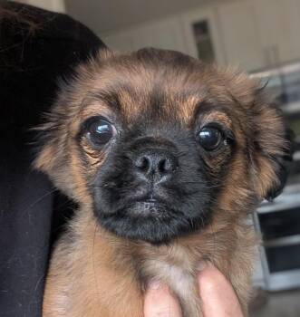 Ziggurat -  Pug and Spaniel Dog for Adoption in Ramona, California - Ziggurat | PetCurious