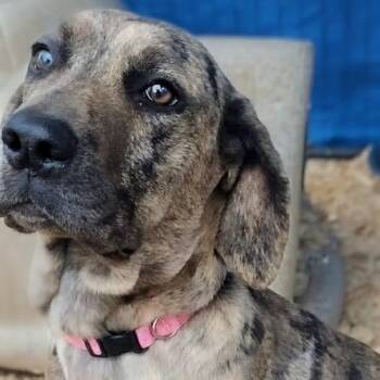 Mastiff and Cane Corso Dogs Available for Adoption - Lily | PetCurious
