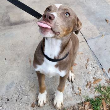 Mixed Breed Dogs Available for Adoption in Englewood, Florida - Citrine | PetCurious
