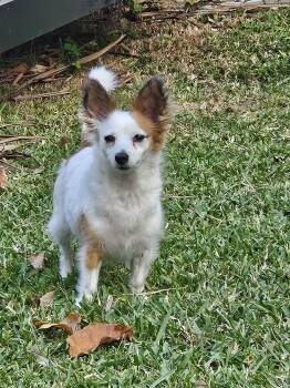 Chihuahua and Papillon Dogs Available for Adoption - Tofu | PetCurious