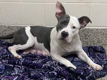 Sza Sza -  Pit Bull Terrier and Mixed Breed Dog for Adoption in Westland, Michigan - Sza Sza | PetCurious