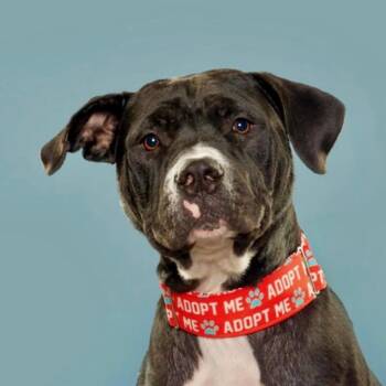 Rescue Pit Bull Terrier and Black Labrador Retriever Dogs for Adoption in Chicago, Illinois - Lenny | PetCurious