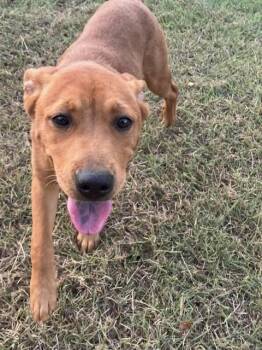 BABY BOP -  Mixed Breed Dog for Adoption in Dallas, Texas - BABY BOP | PetCurious