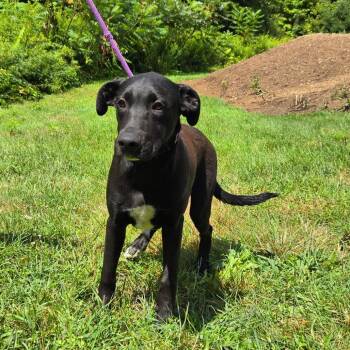 CT Ian -  Terrier and Mixed Breed Dog for Adoption in Eastford, Connecticut - CT Ian | PetCurious