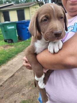 Labrador Retriever Dogs Available for Adoption in San Antonio, Texas - CRUNCHWRAP | PetCurious
