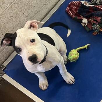 Pit Bull Terrier Dogs Available for Adoption in Stephenville, Texas - Dagger | PetCurious