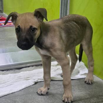 Bea2230 -  Shepherd Dog for Adoption in San Jacinto, California - Bea2230 | PetCurious