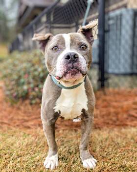 Amiri -  Mixed Breed Dog Available for Adoption in Douglasville, Georgia - Amiri | PetCurious