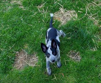 Cattle Dog Dogs Available for Adoption in Conesus, New York - Piper | PetCurious
