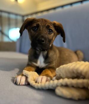 Sawyer -  Labrador Retriever and Plott Hound Dog Available for Adoption in Hudson, New York - Sawyer | PetCurious