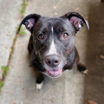 Mixed Breed Dogs Available for Adoption in Milton, Florida - Izzy | PetCurious
