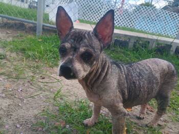 Rufosa -  Chihuahua Dog for Adoption in New Port Richey, Florida - Rufosa | PetCurious