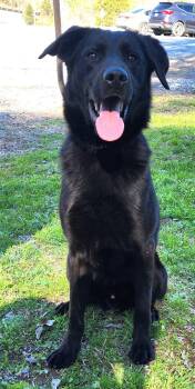 Labrador Retriever and Shepherd Dogs Available for Adoption - 260254  Bark SImpson | PetCurious