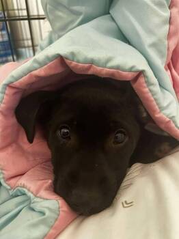 Retriever and Mixed Breed Dogs Available for Adoption in Saugus, Massachusetts - Koharu Cute | PetCurious