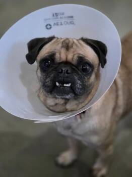 Rescue Pug Dogs for Adoption in Port Angeles, Washington - DeeDee | PetCurious