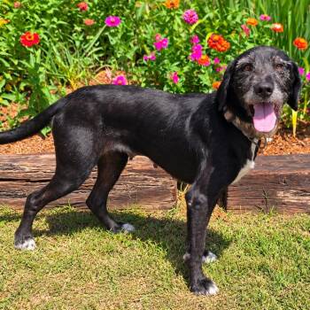 Loretta -  Mixed Breed Dog for Adoption in New Orleans, Louisiana - Loretta | PetCurious