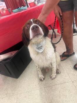 OH/Bear -  Brittany Spaniel Dog for Adoption in Baldwinsville, New York - OH/Bear | PetCurious