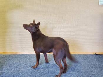 Rescue Cattle Dog and Labrador Retriever Dogs for Adoption in Bend, Oregon - Tesla | PetCurious