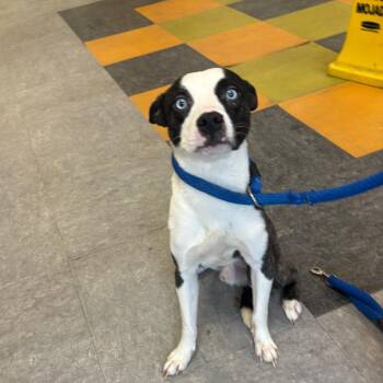 Mixed Breed Dogs Available for Adoption - Danni | PetCurious