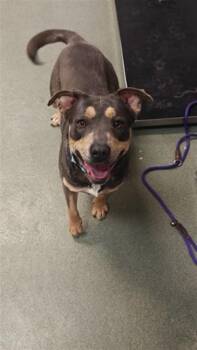 Mixed Breed Dogs Available for Adoption - CARTIE | PetCurious