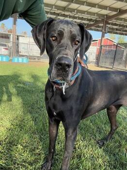 CLEO -  Great Dane Dog for Adoption in Riverside, California - CLEO | PetCurious