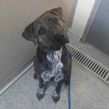 Mixed Breed Dogs Available for Adoption in Matteson, Illinois - Breaker | PetCurious