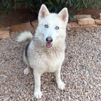 Molly -  Mixed Breed Dog for Adoption in Las Cruces, New Mexico - Molly | PetCurious