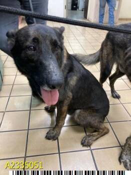 WULBREN -  Mixed Breed Dog for Adoption in West Palm Beach, Florida - WULBREN | PetCurious