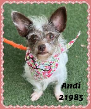 ANDI see also ALLY -  Terrier Dog for Adoption in Marietta, Georgia - ANDI See Also ALLY | PetCurious