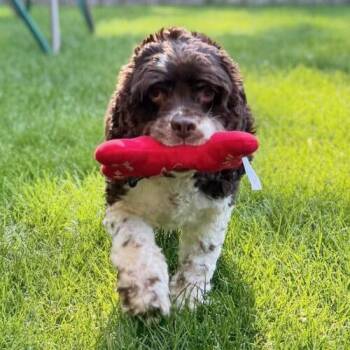 Olive C 26108 -  Cocker Spaniel Dog for Adoption in Parker, Colorado - Olive C 26108 | PetCurious