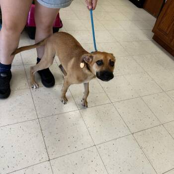 Liam -  Mixed Breed Dog for Adoption in Davenport, Iowa - Liam | PetCurious