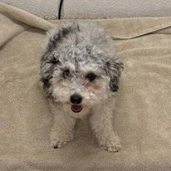 Gala (Honey) -  Poodle Dog for Adoption in Arlington, Virginia - Gala (Honey) | PetCurious