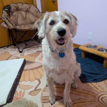 Rescue Mixed Breed Dogs for Adoption in Madison, Wisconsin - Astrid | PetCurious