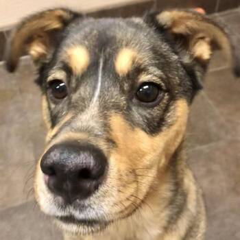 Shepherd Dogs Available for Adoption - Gia | PetCurious