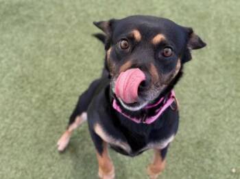 Cattle Dog and Mixed Breed Dogs Available for Adoption - Vivian | PetCurious