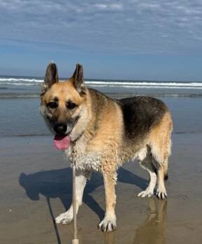 Bobby -  German Shepherd Dog Dog for Adoption in Anthem, Arizona - Bobby | PetCurious