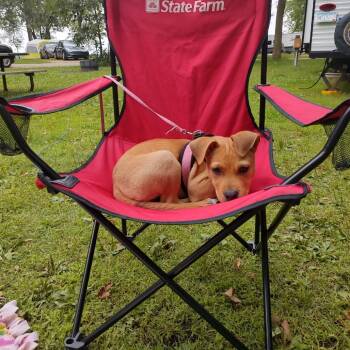 Rescue Mixed Breed Dogs for Adoption in Brainerd, Minnesota - Lena | PetCurious